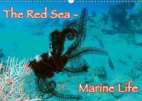 The Red Sea - Marine Life 2019: Underwater photography from the Red Sea - Enjoy it.